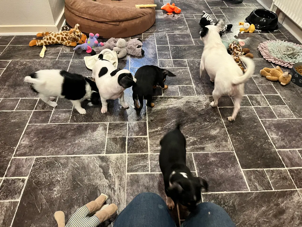 Billede 6 - 3 skønne hanhvalpe søger nyt, kærligt hjem. 