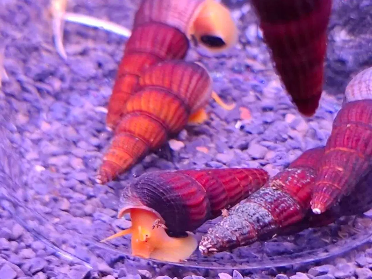 Billede 2 - Sulawesi akvarie snegl 