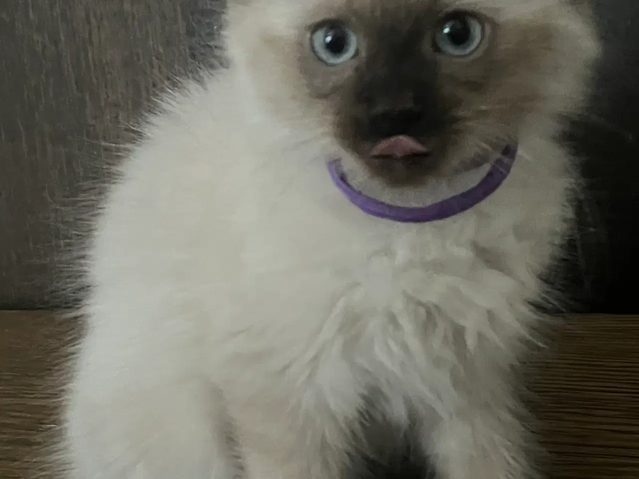 Billede 4 - Hellig Birma/Ragdoll inde katte 