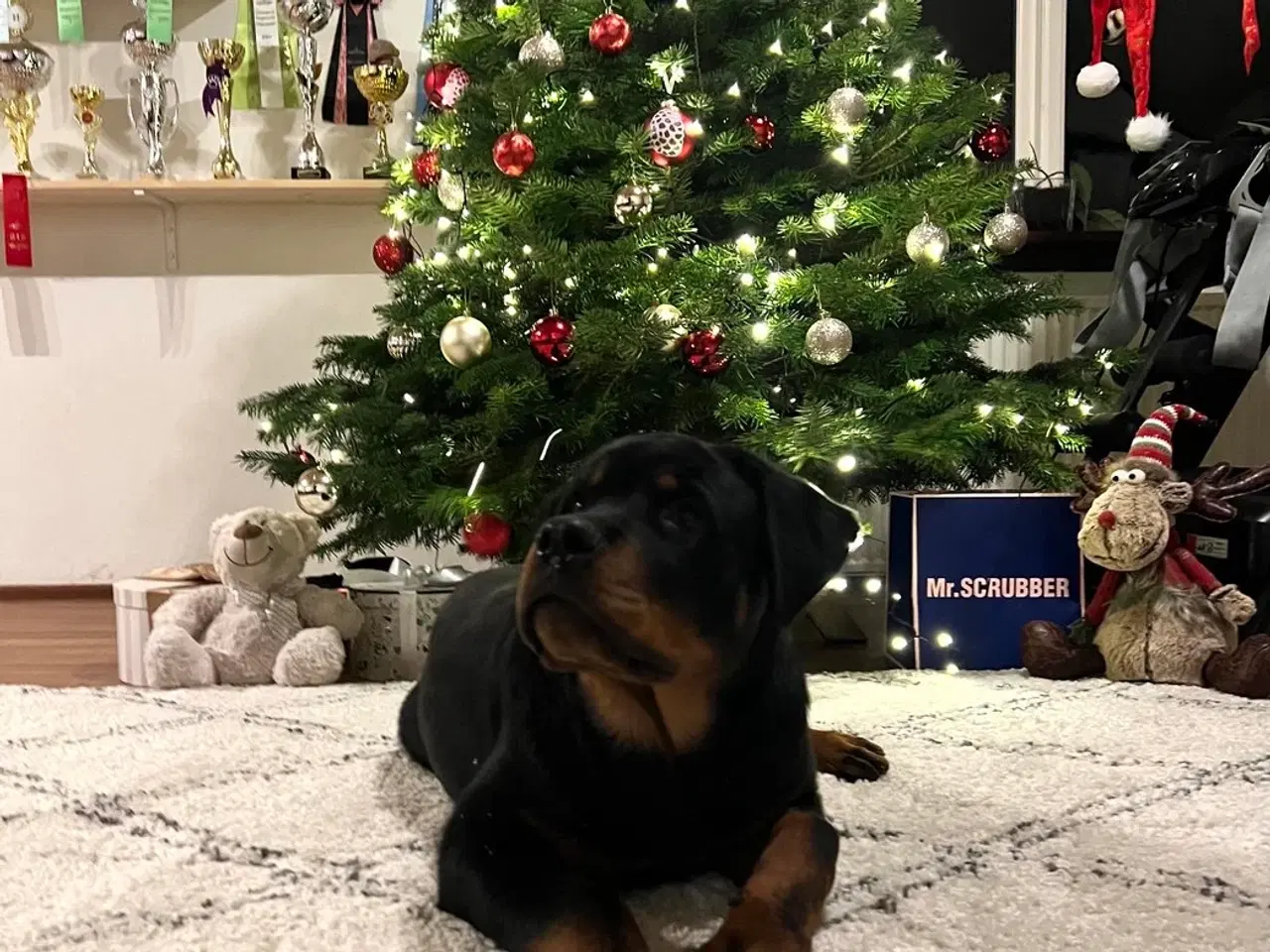 Billede 2 - Rottweiler hvalpe 