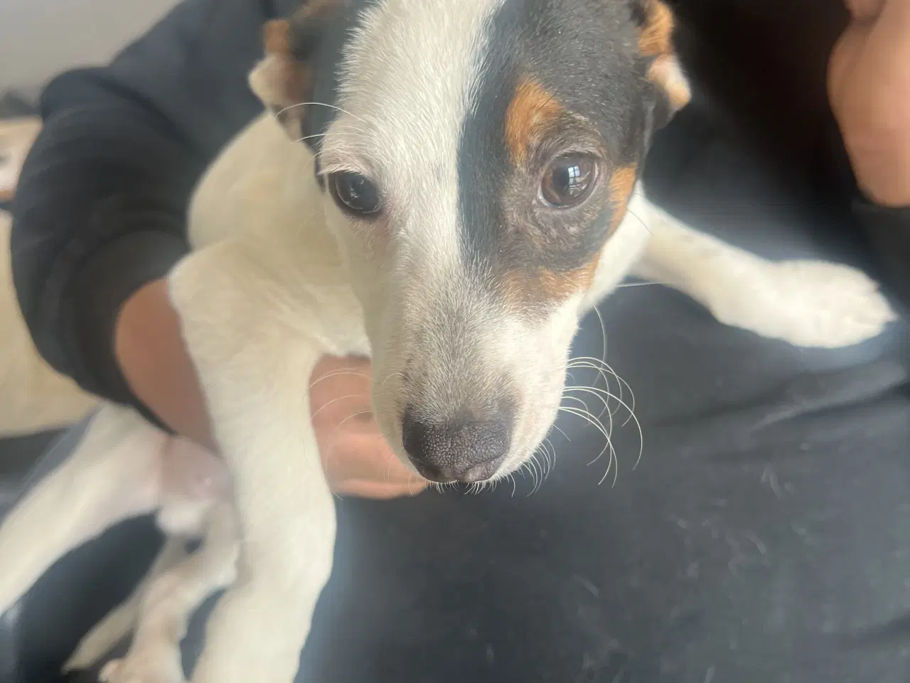 Billede 6 - Dansk svensk gårdhund