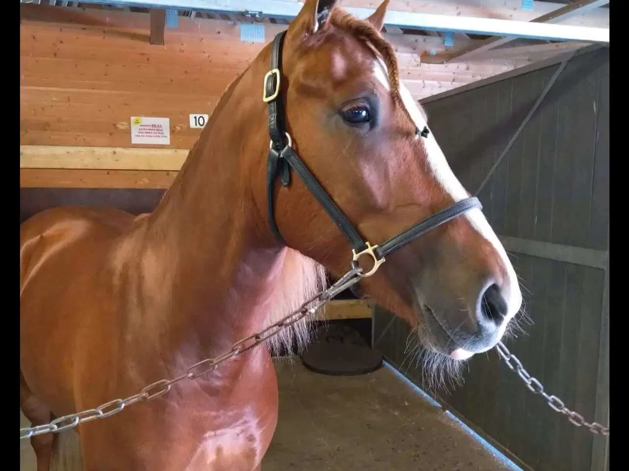 Billede 5 - Norsk koldblods 