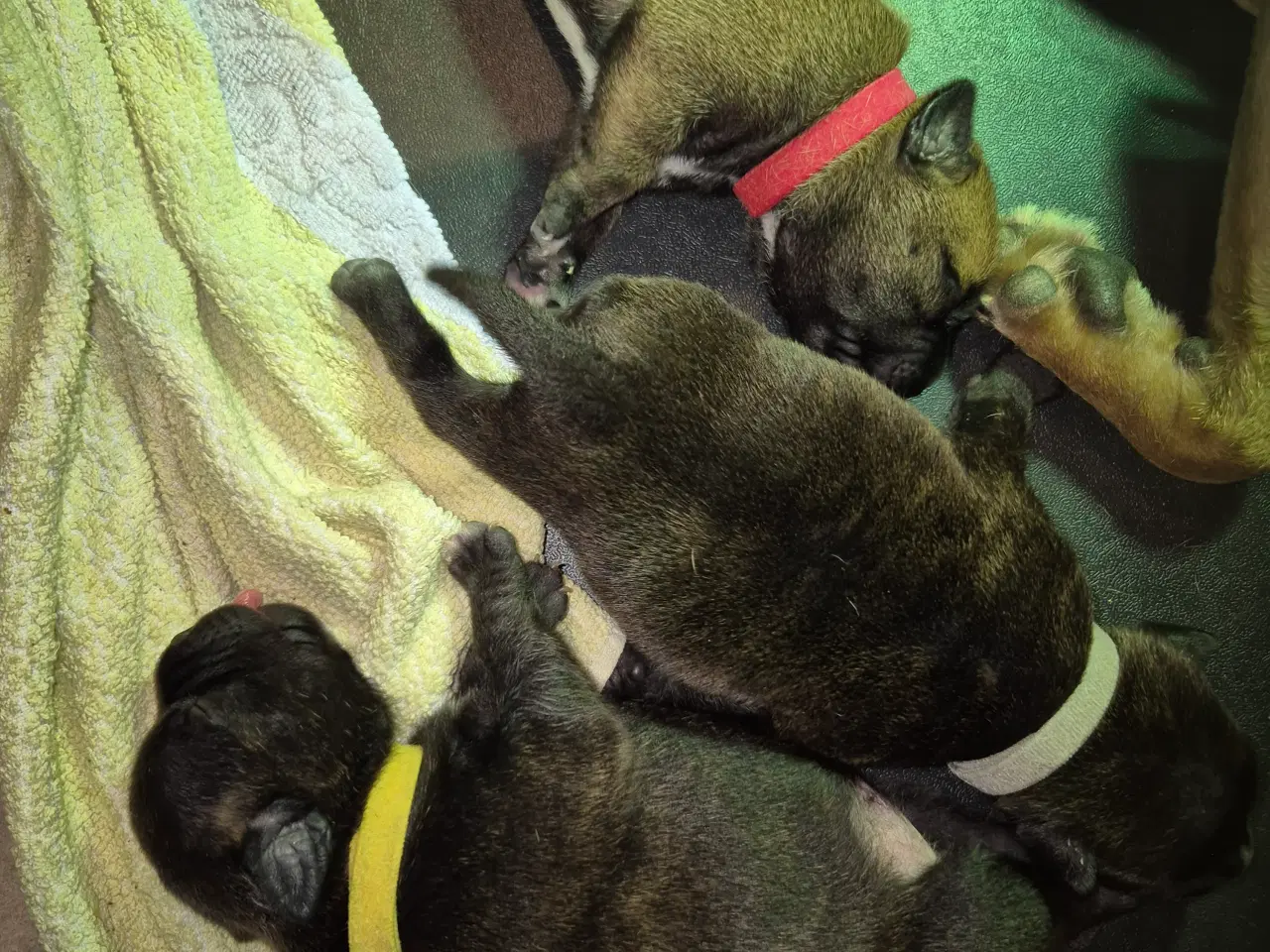 Billede 4 - Staffordshire bull terrier