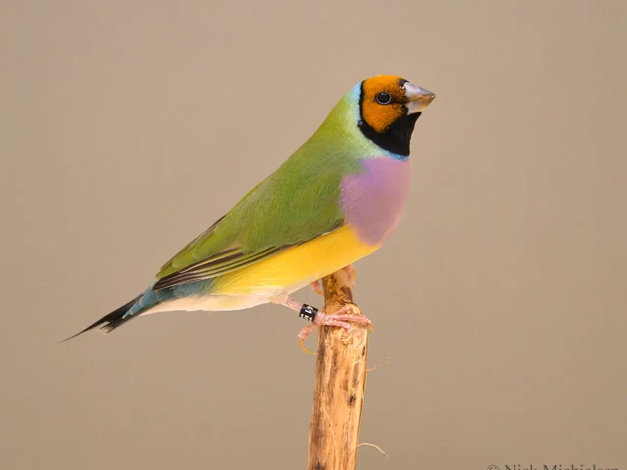 Billede 2 - Gouldsamadine