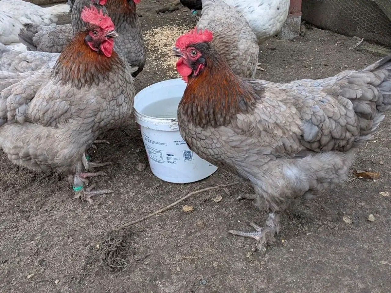 Billede 3 - Maran blå kobberfarvet rugeæg