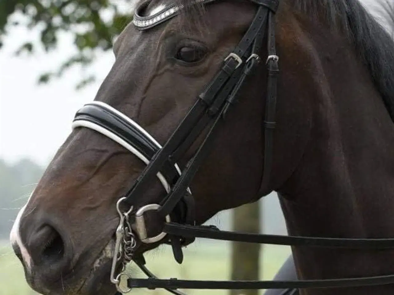 Billede 7 - Dansk Varmblod føl