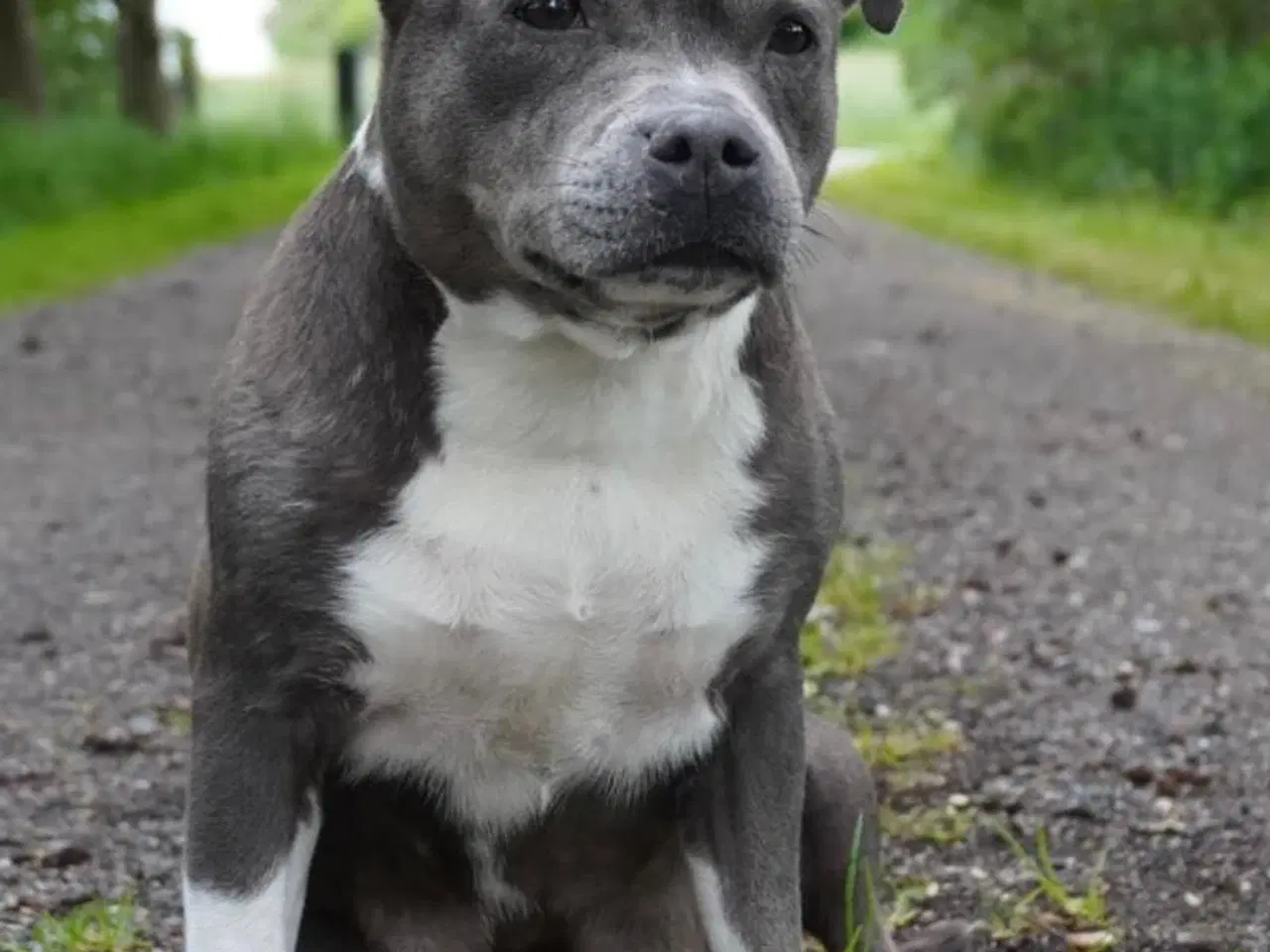 Billede 12 - Engelsk staffordshire bullterrier