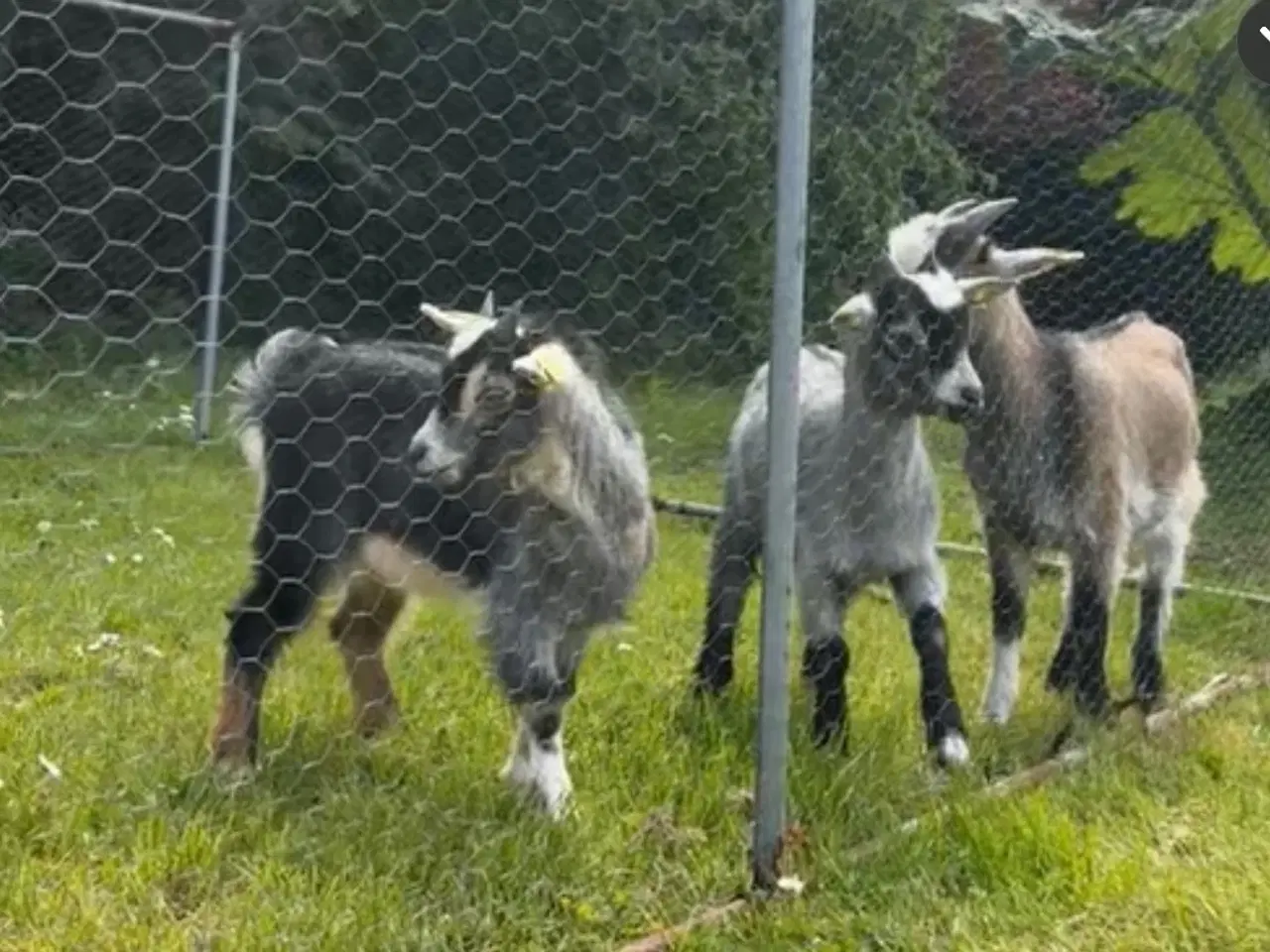Billede 1 - Dværggeder sæges SAMLET