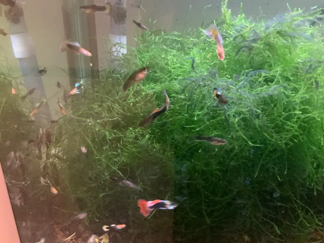 Billede 3 - Sugemalle alm