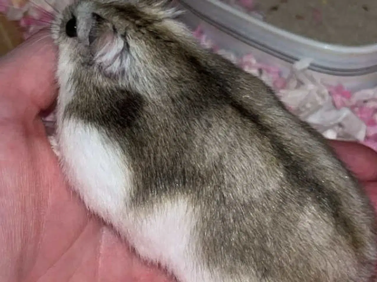 Billede 2 - Hamster m. bur