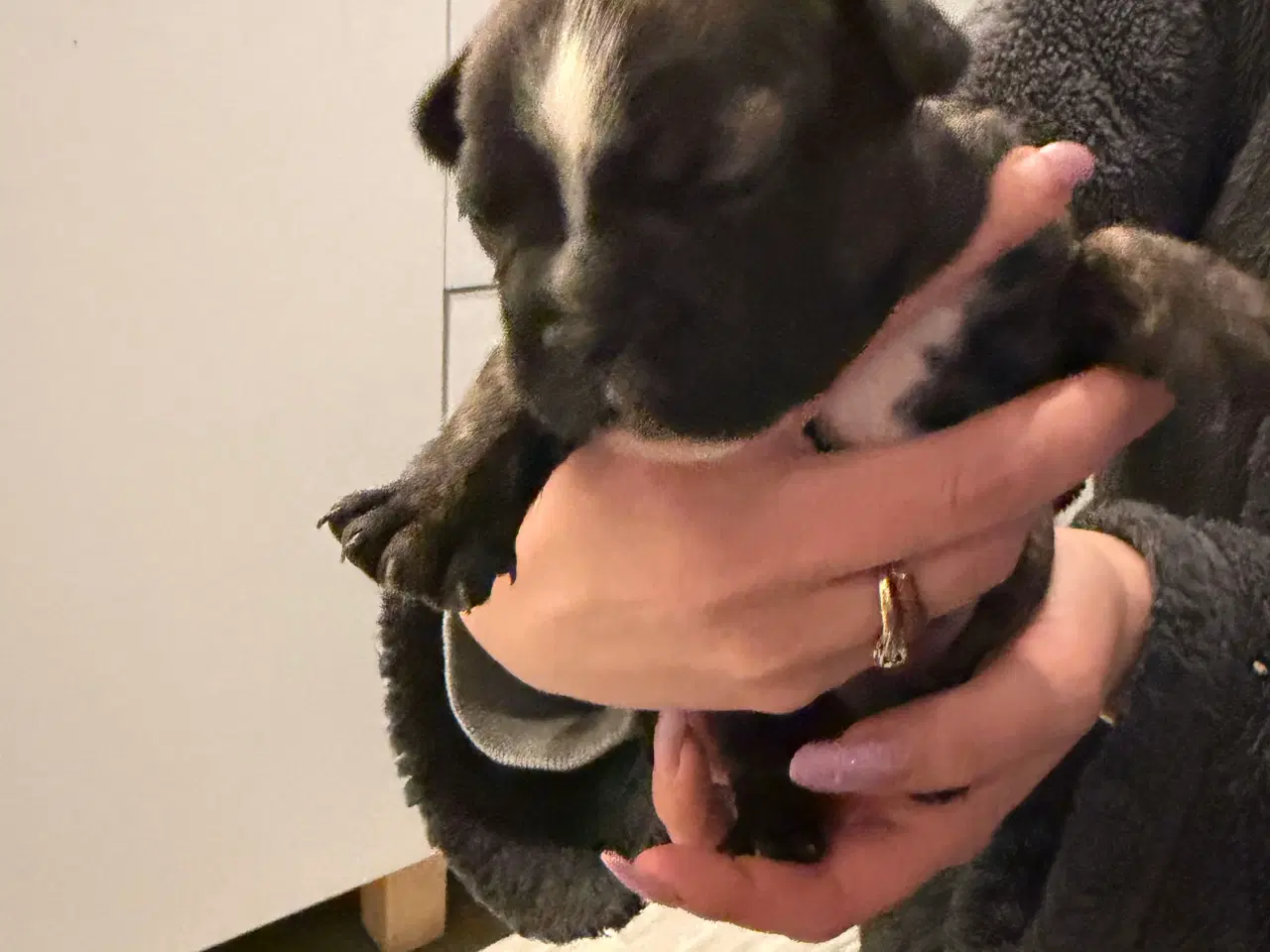 Billede 4 - Fransk bulldog hvalpe