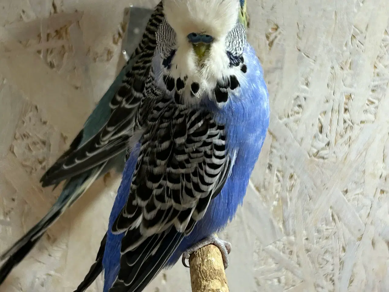 Billede 3 - Engelske undulater 