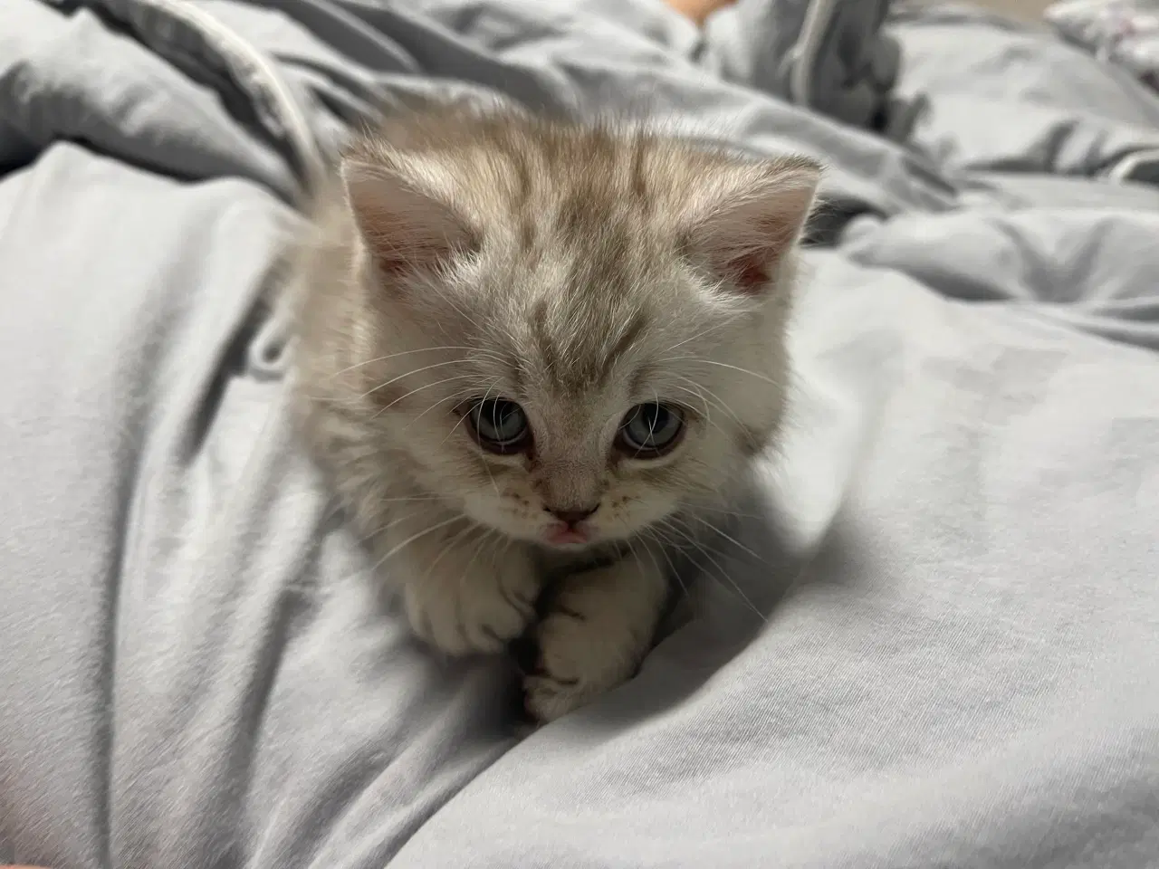 Billede 3 - british shorthair