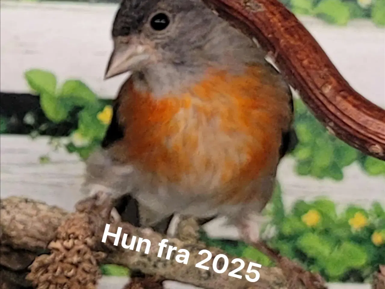 Billede 3 - 2.2 Kapuziner sisken