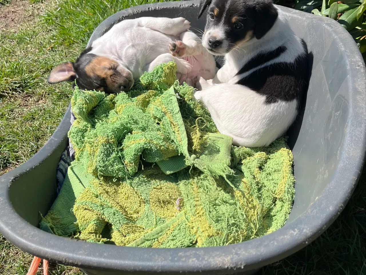 Billede 1 - Dansk svensk gårdhund