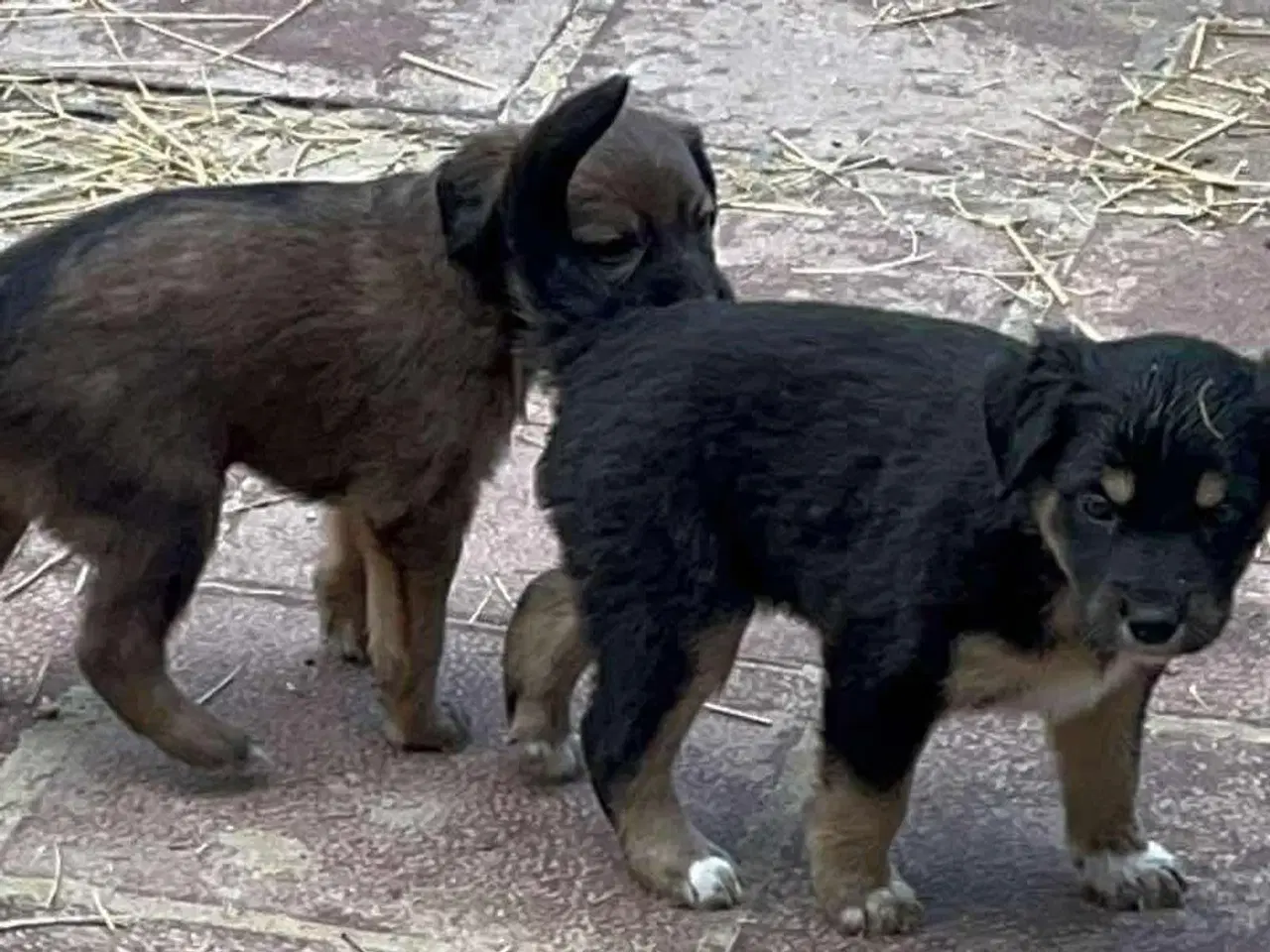 Billede 2 - Donut søger sin egen familie❤️