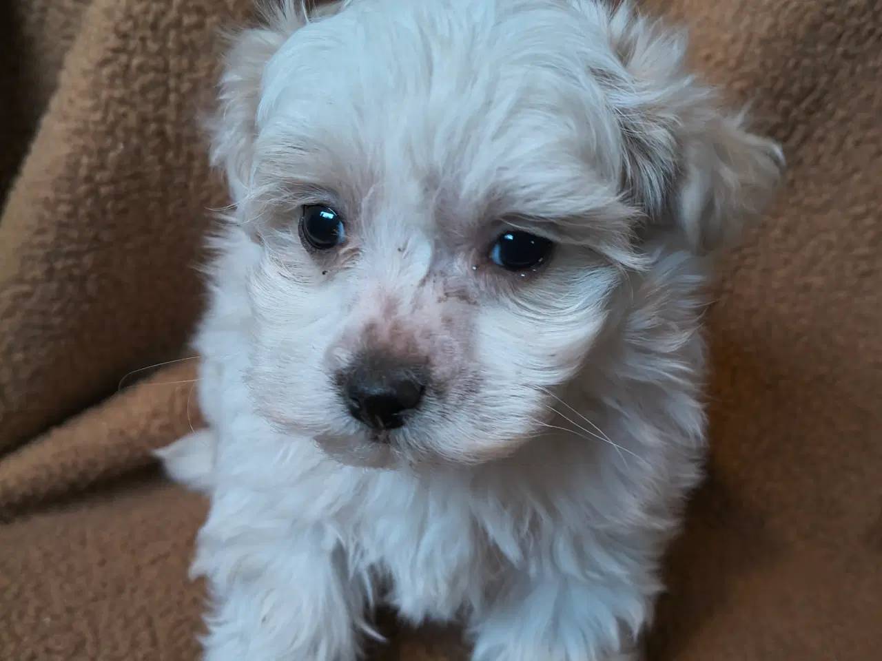 Billede 6 - Maltipoo - malteser hvalpe