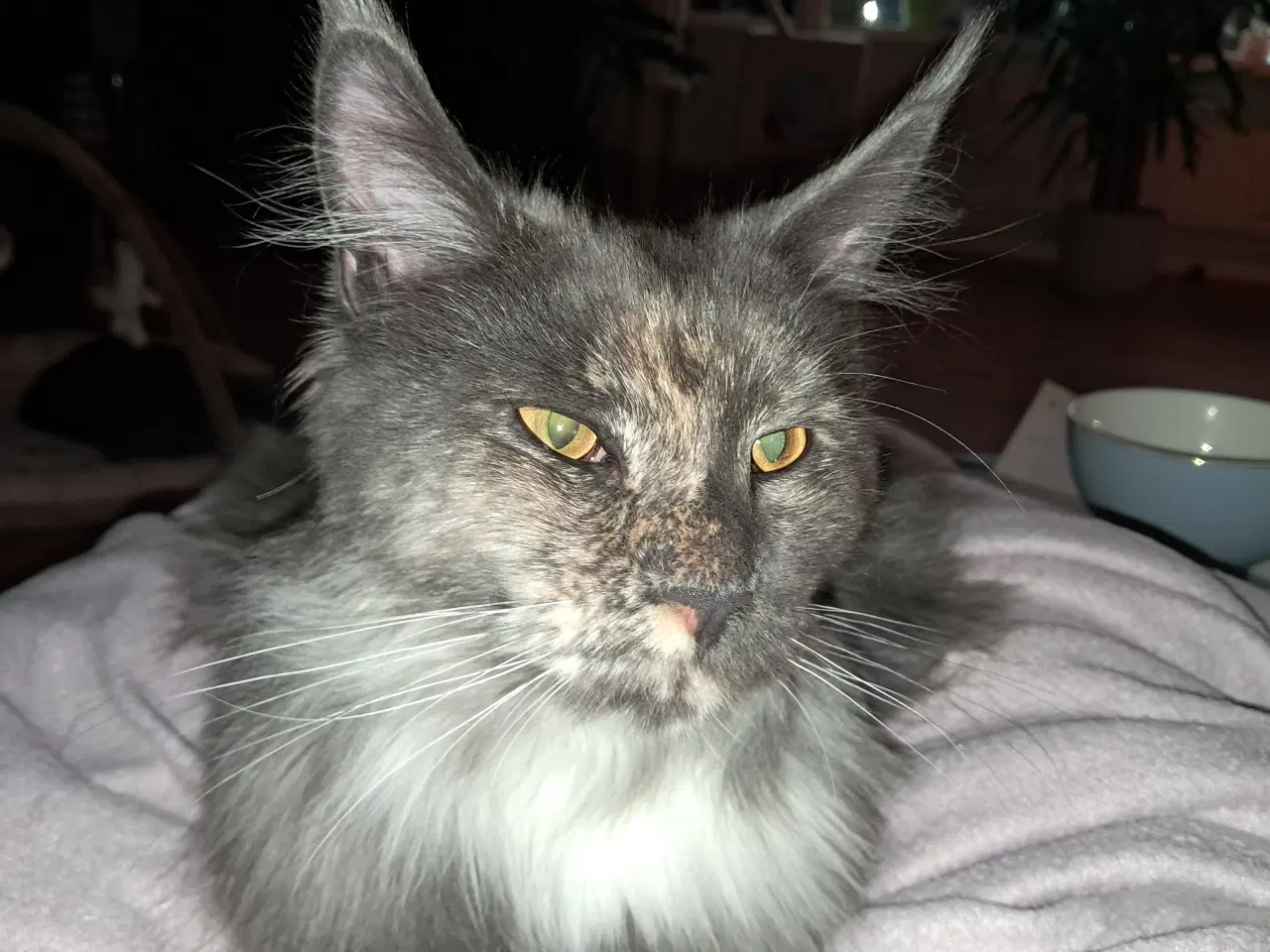 Billede 1 - Maine coon kat