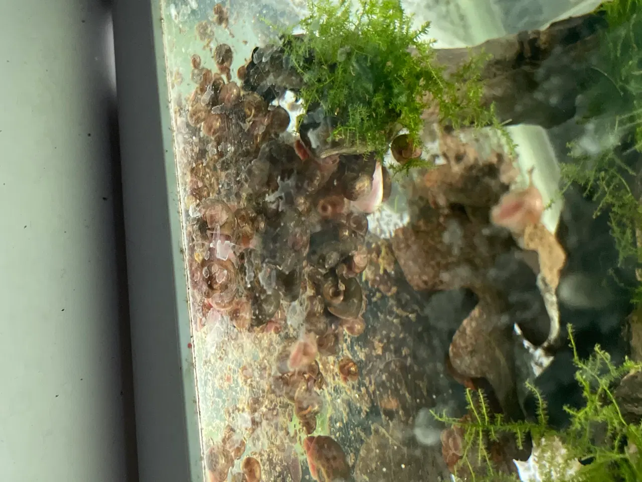 Billede 2 - Posthorn Snegle. Store og Sunde