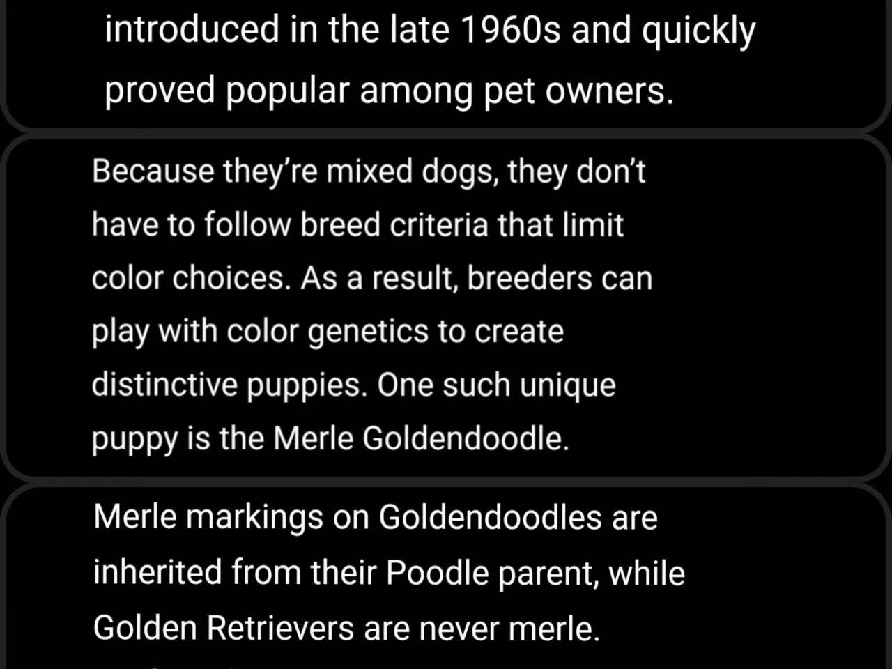 Billede 2 - Merle Goldendoodle, Mulitigen(F3), mellomstørrelse