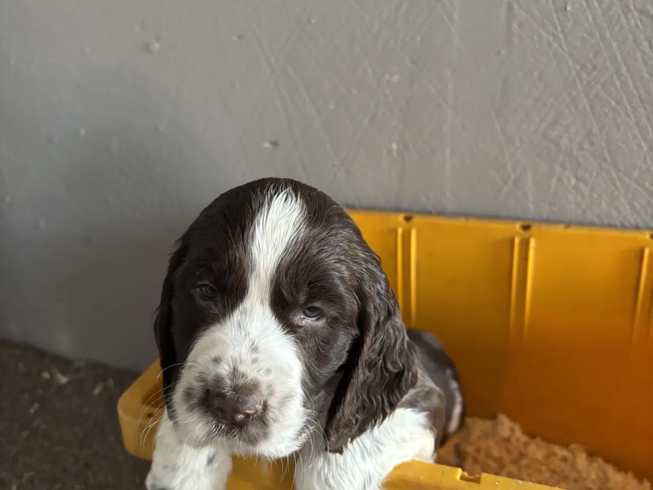 Billede 5 - Engelsk Springer Spaniel