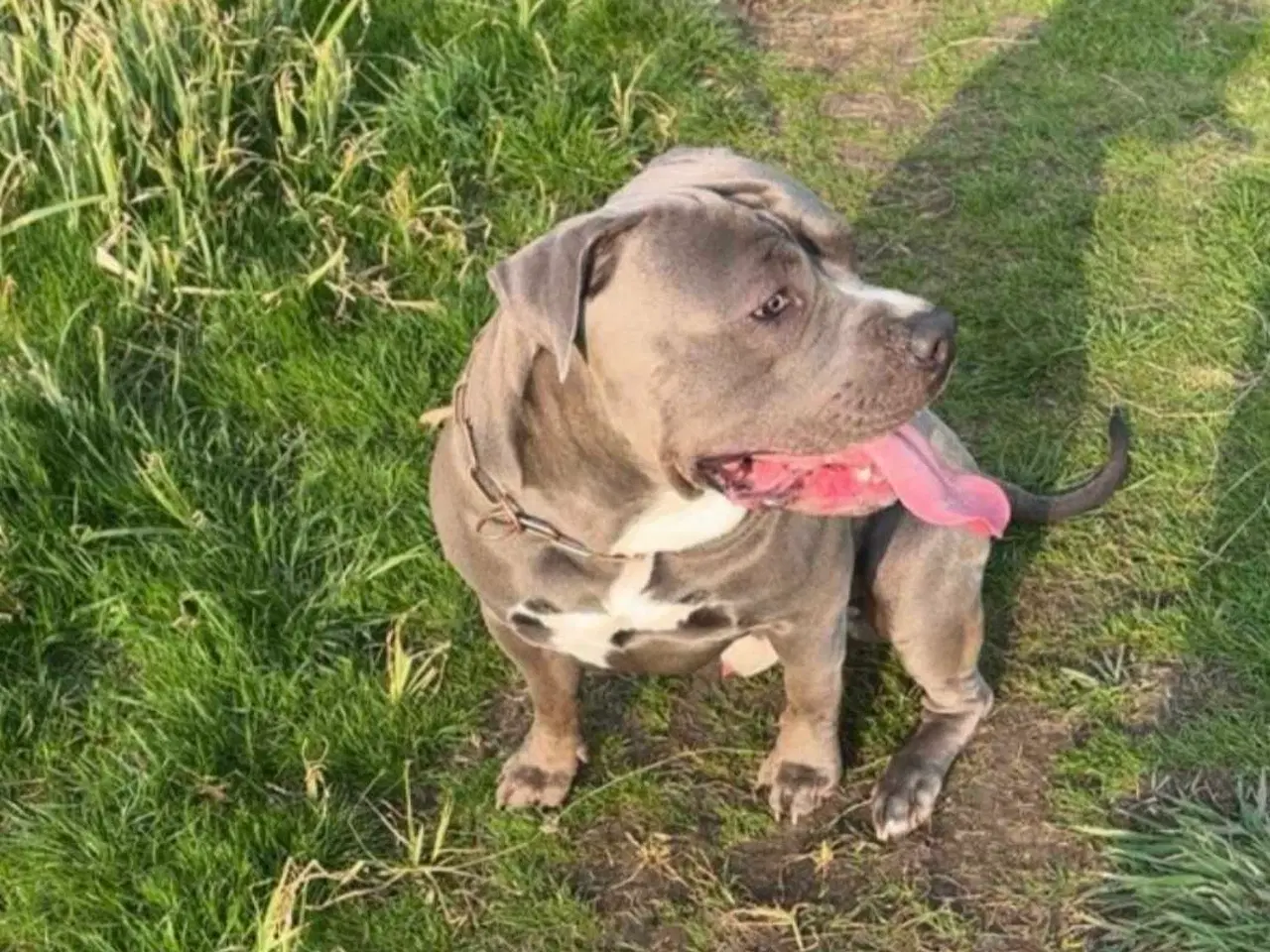 Billede 3 - American Bully fra Lionheart bullies med Stamtavle