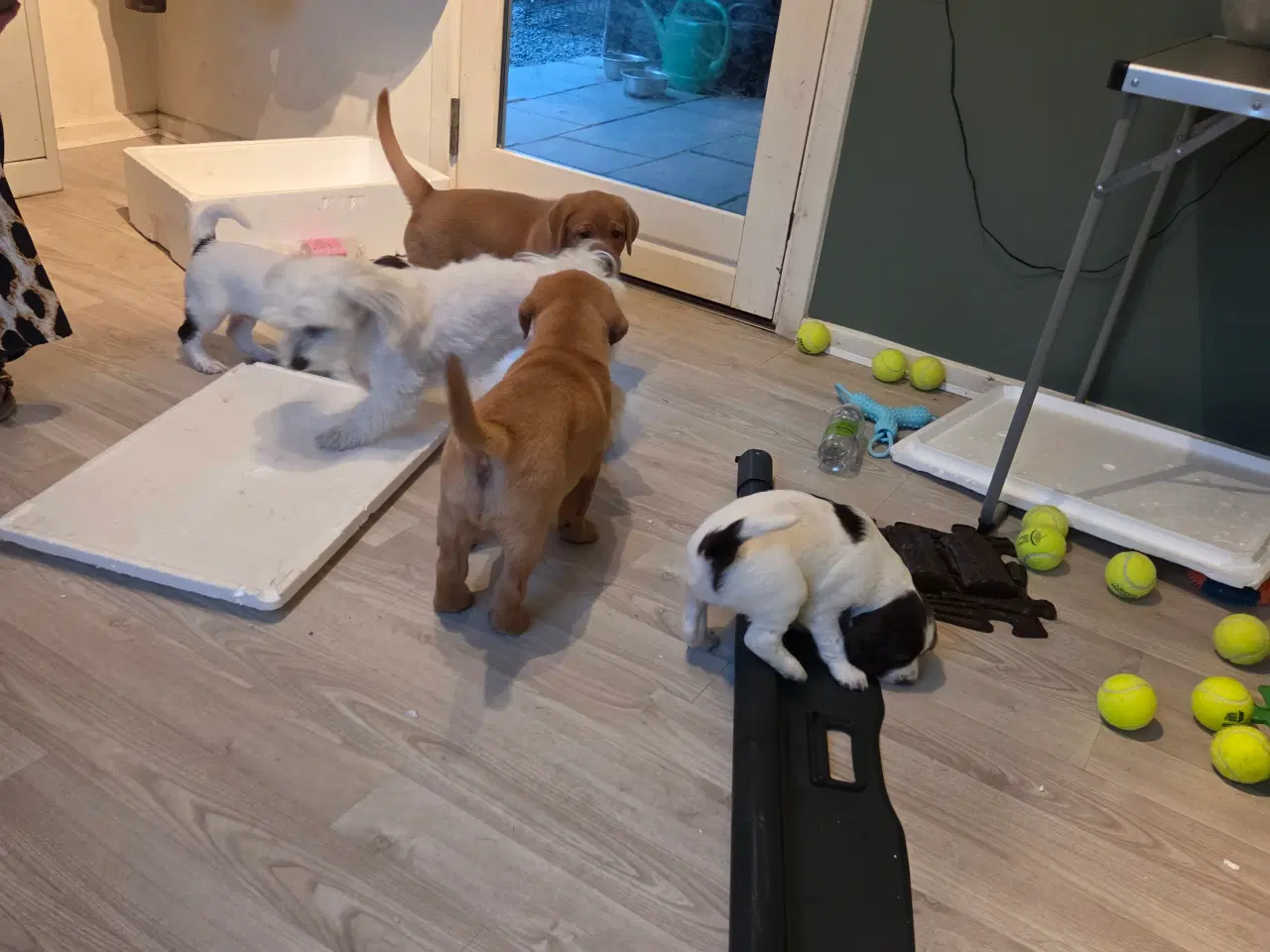 Billede 7 - Labrador retriver foxred
