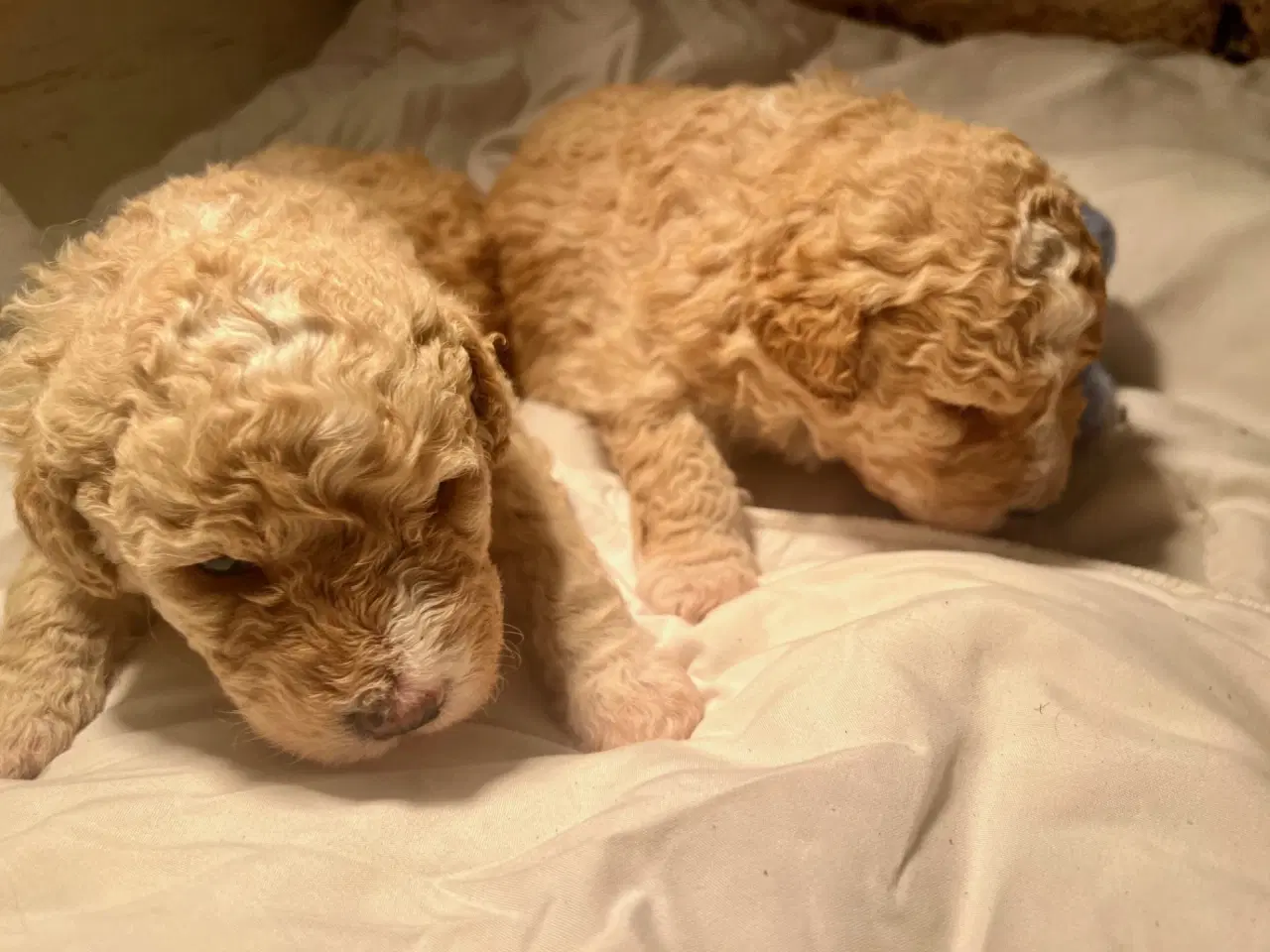 Billede 11 - Super lækre, og kraftige Lagotto / Spansk Vandhund