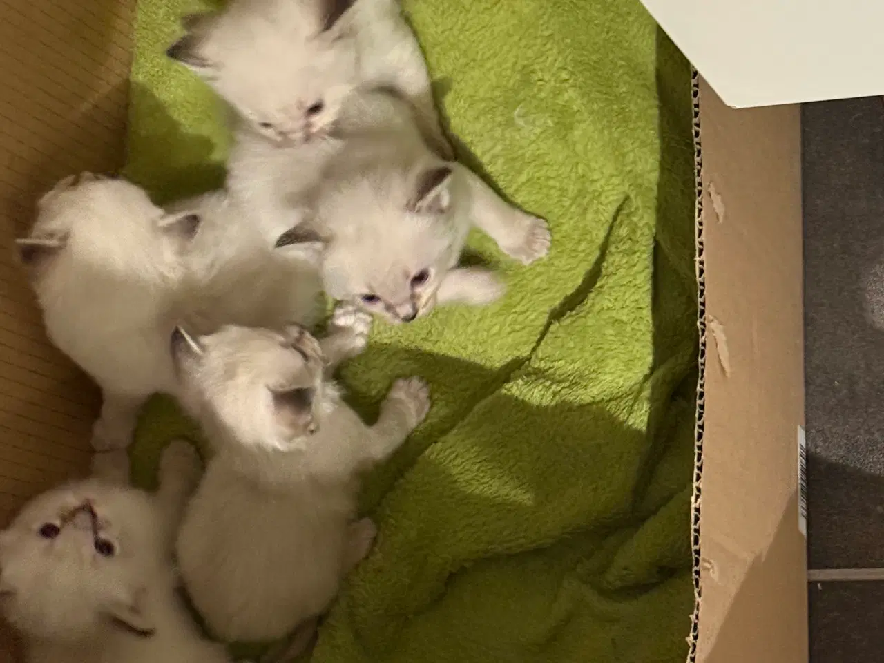 Billede 5 - Ragdoll killinger