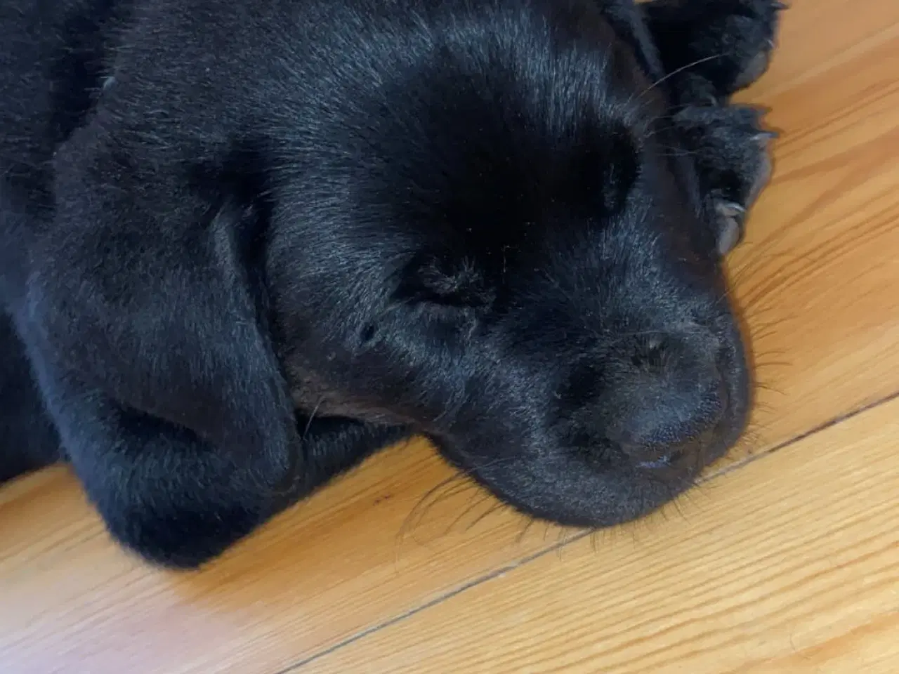 Billede 4 - Labrador blanding 