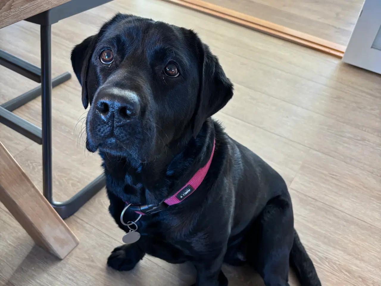 Billede 6 - Labradorhvalpe af ‘gammeldags’ type