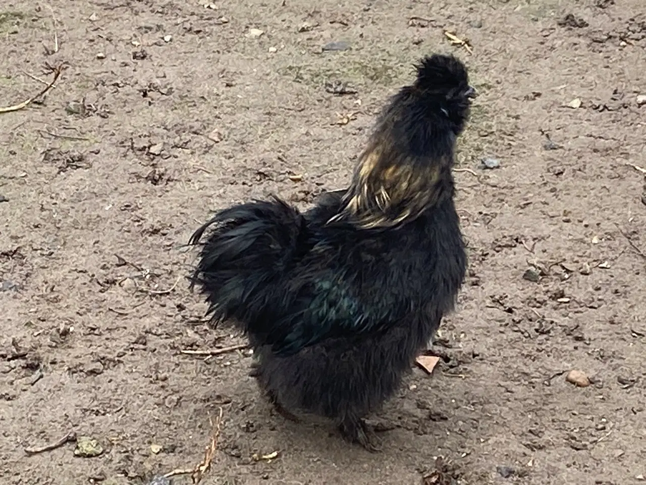 Billede 2 - Dværg silkehane fra 2025