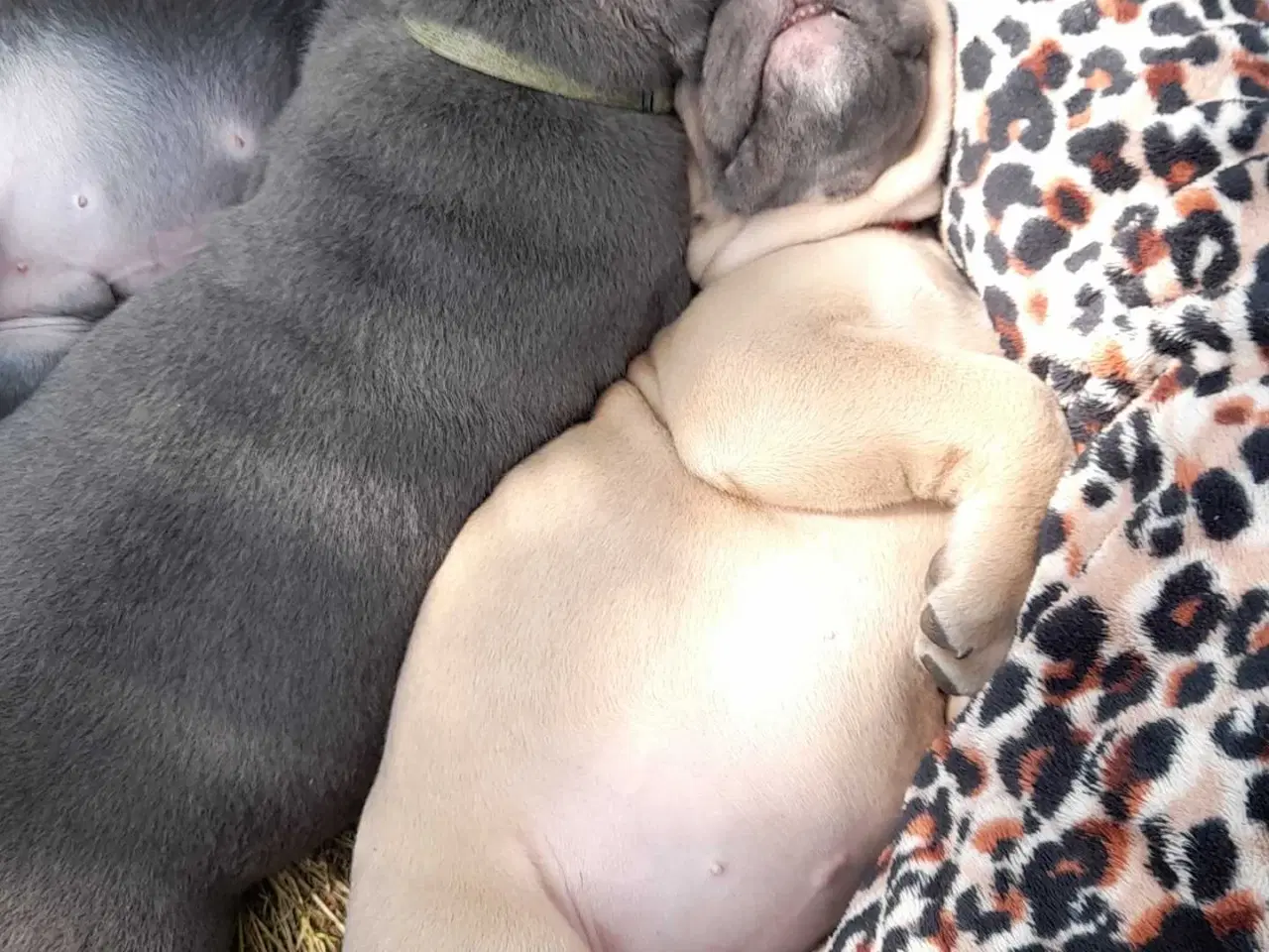 Billede 2 - Cane corso hvalpe