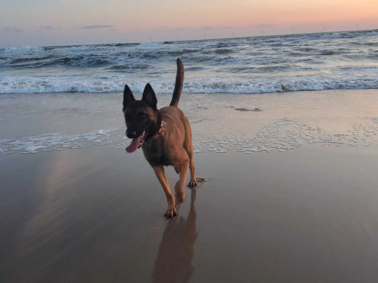 Billede 5 - (SØGER) 👈🏻👉🏻 Belgisk Malinois