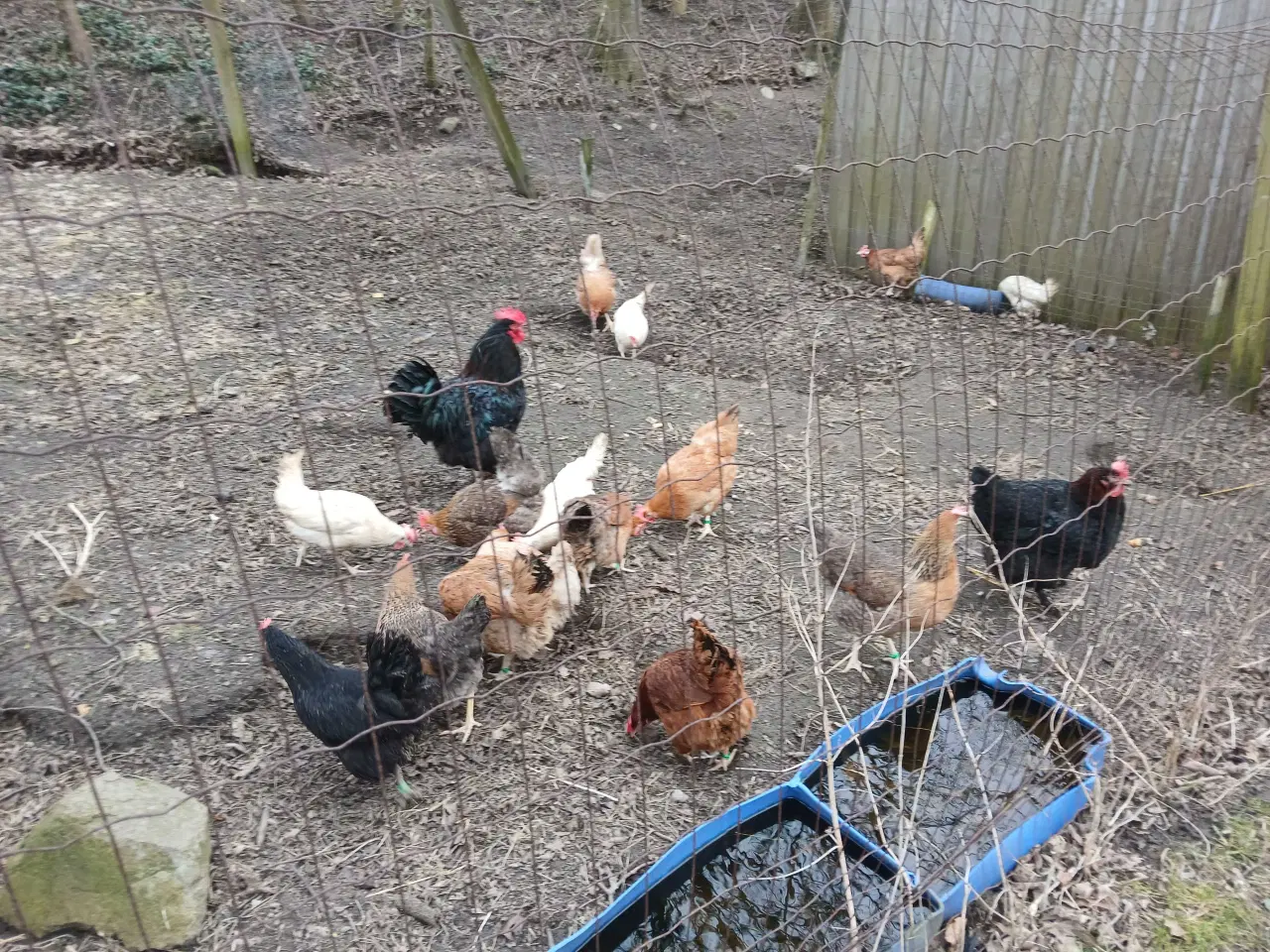 Billede 4 - Rugeæg til salg 6 kr pr styk 