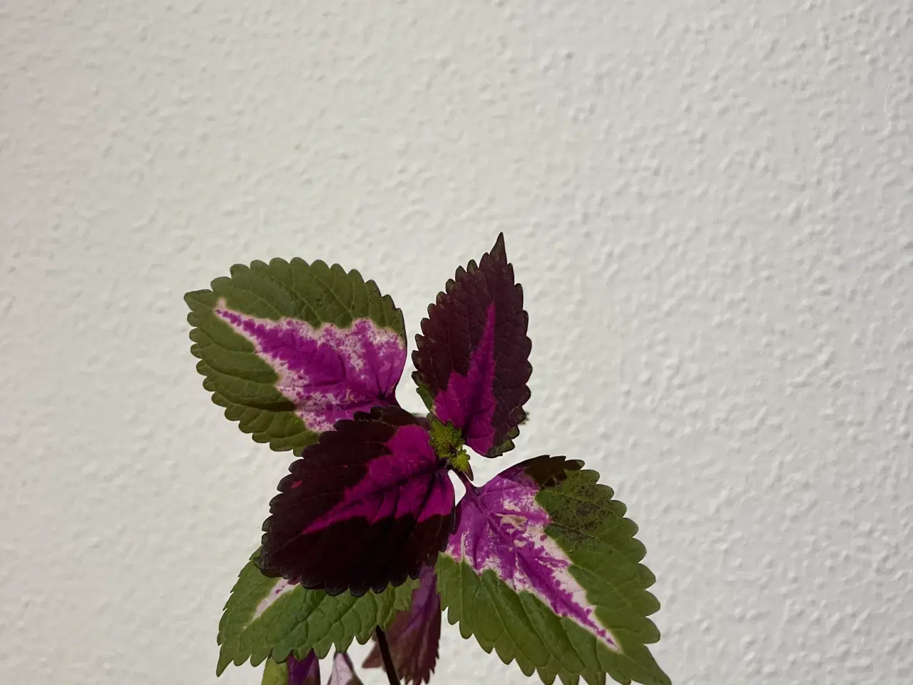 Billede 3 - Coleus/paletblad stiklinger ‘china rose’