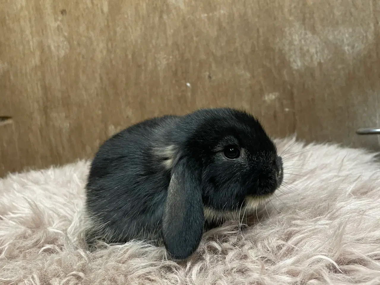 Billede 9 - Minilop unge klar 20/2 (dreng)