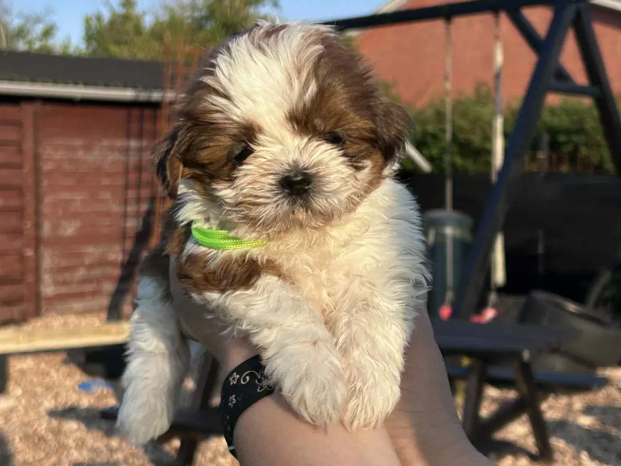 Billede 10 - Shih tzu hvalpe 