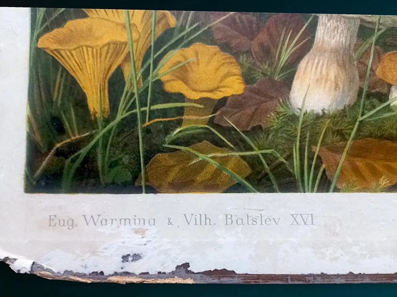 Billede 3 - Antik skoleplanche 1902 – tosidet botanisk