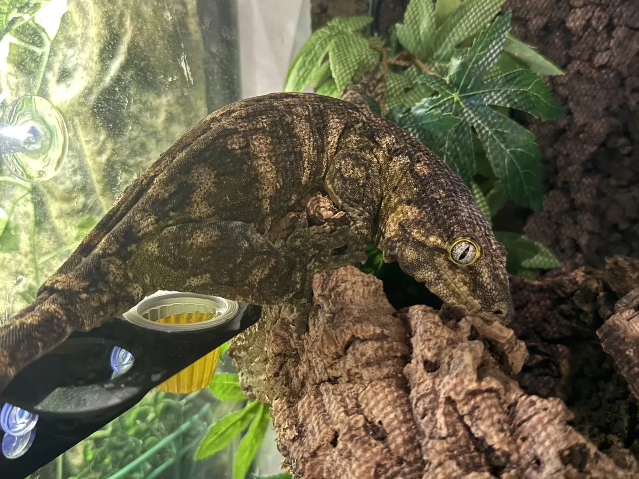 Billede 10 - Rhacodactylus leachianus (Nuu Ami-lokalitet) 0:1