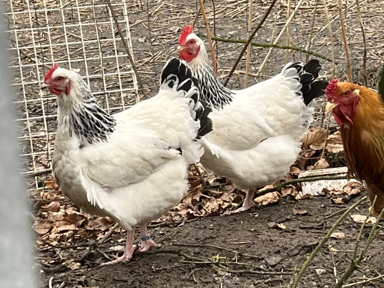 Billede 2 - 🌸 Høns til salg 🌸