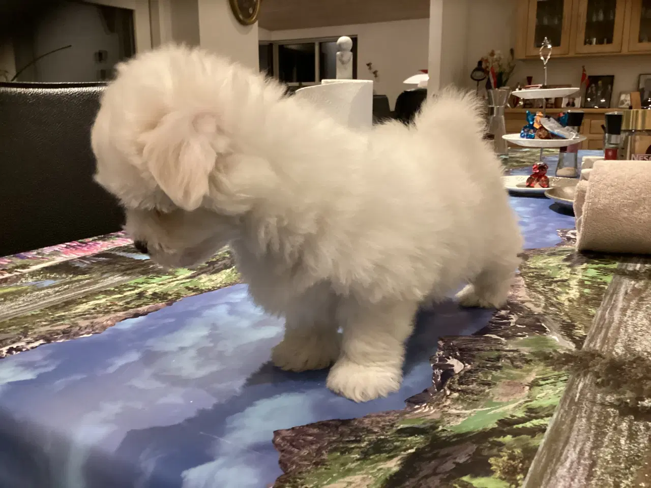 Billede 3 -  Bomuldshund hvalp 8 uger.