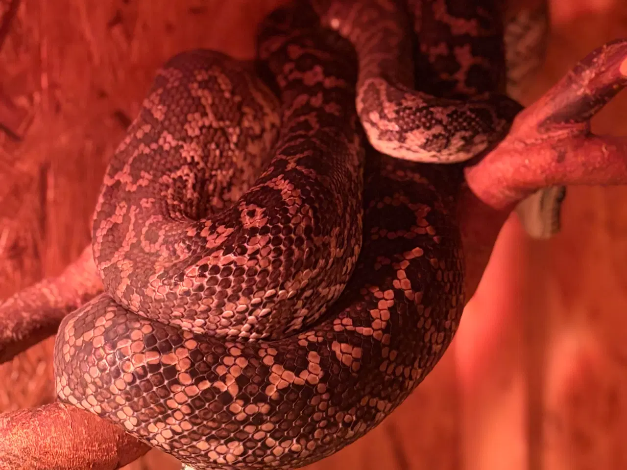 Billede 1 - Tæppe pyton