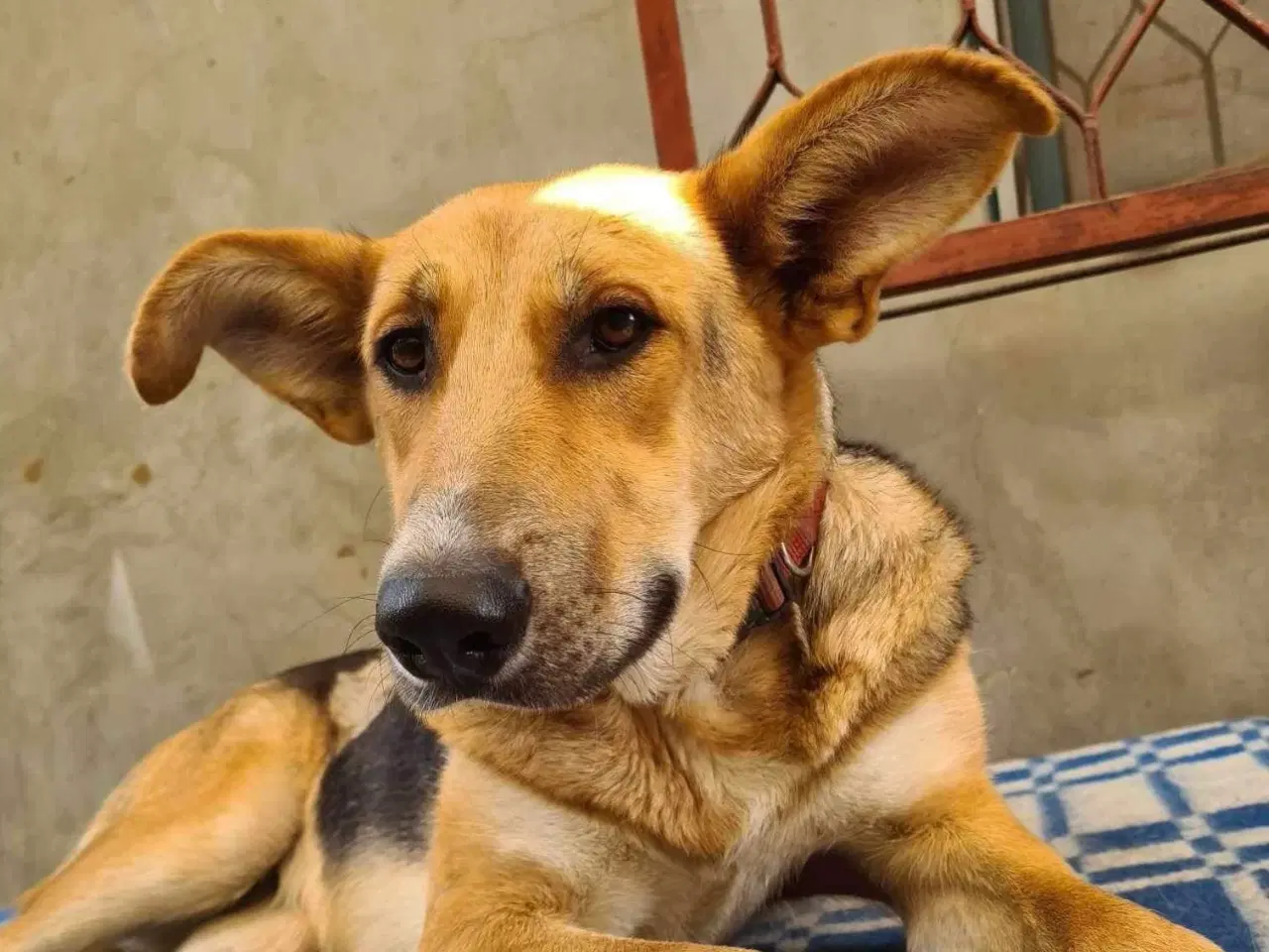 Billede 11 - Lillian søger sin hel egen familie