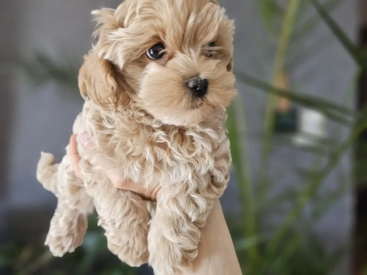 Billede 4 - Mini maltipoo