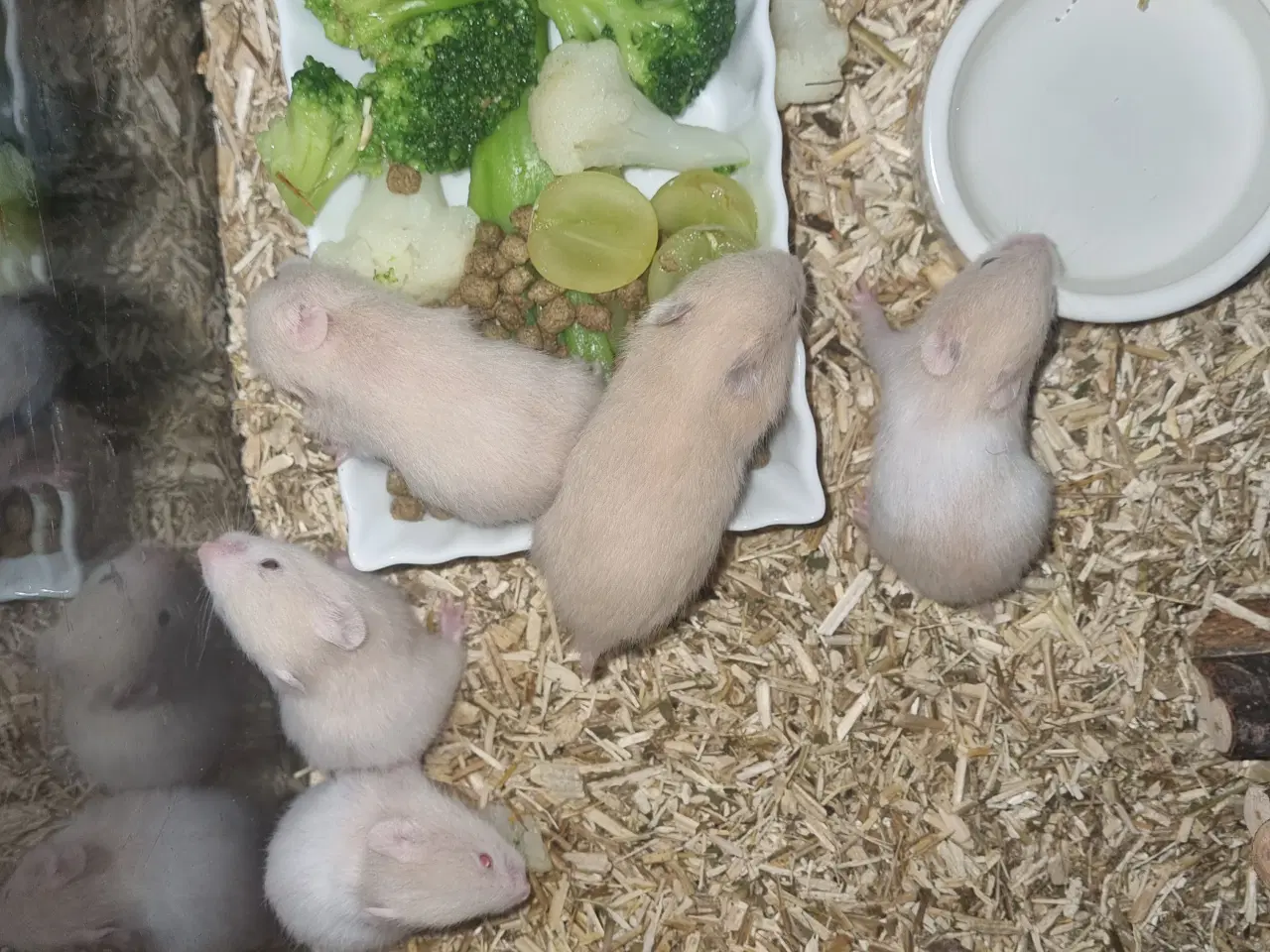 Billede 1 - 8 guldhamster unger søger nyt hjem