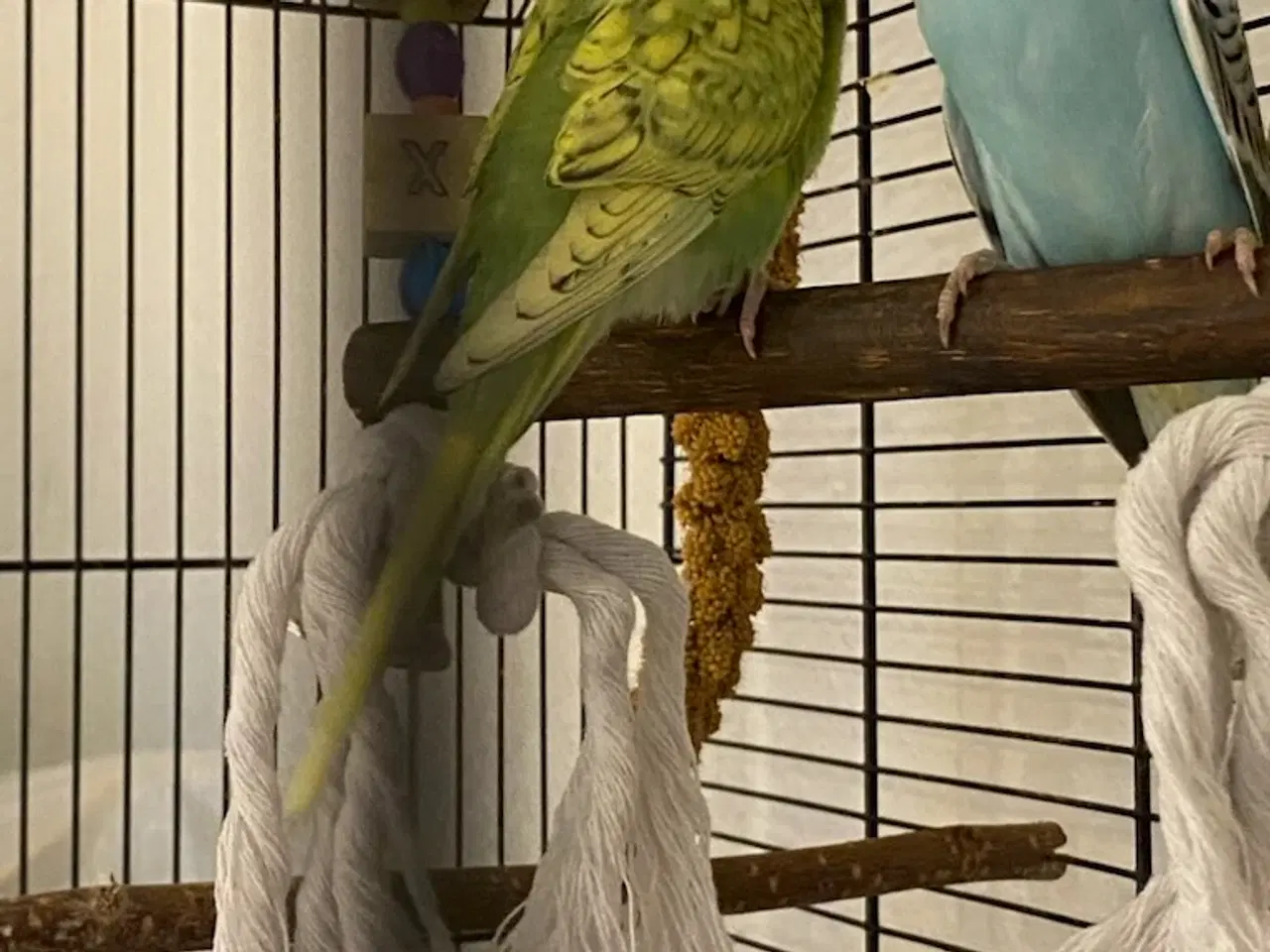 Billede 5 - 2 undulater sælges