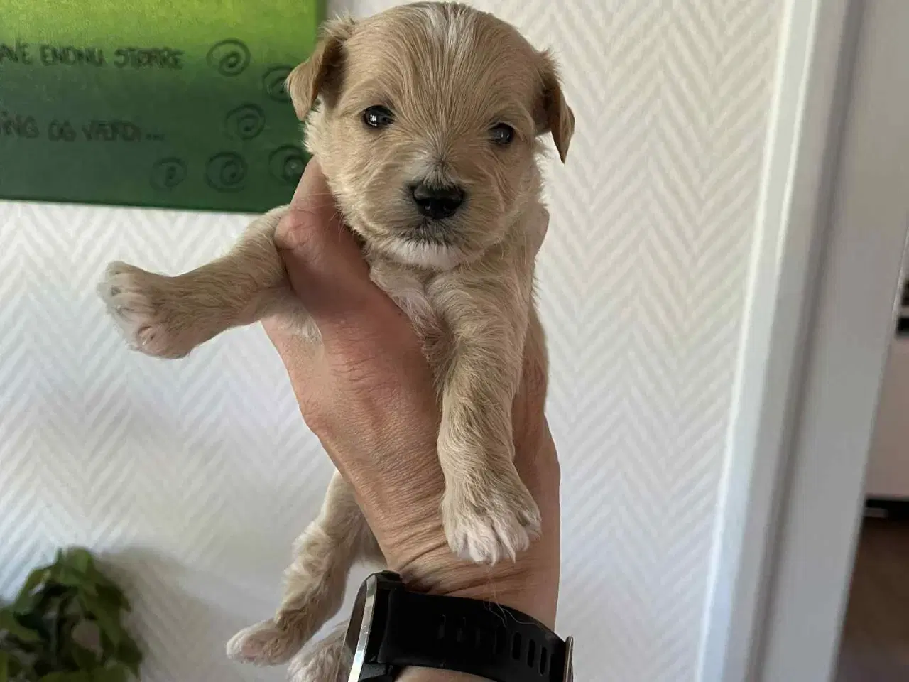Billede 3 - Lhasa Apso blandings hvalpe