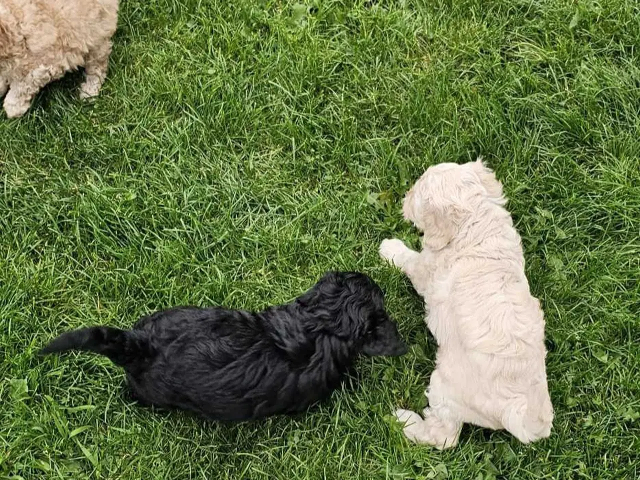 Billede 2 - Cavapoo f1b 