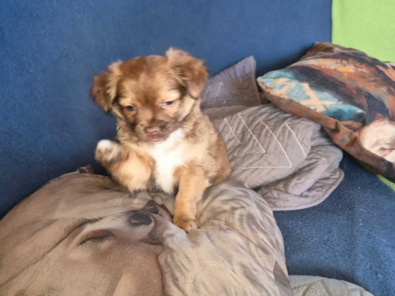 Billede 4 - Langhåret chihuahua